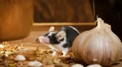 Ce să facă dacă mouse-ul a început în apartament?